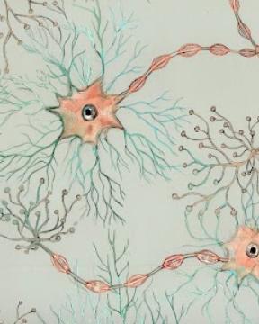 Artistic representation of neurons