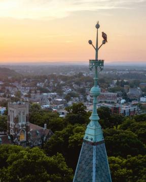 A bird sitting on a spire at the top of a tower