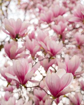 Pink flowers sprinkled on a tree branch.