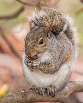 A squirrel sits on a branch while having a snack