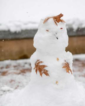 Snowman holding onto autumn with leaves embedded in the chest.