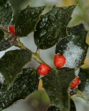 Holly berries holding on to snow covered branch