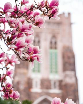 Spring blossoms before Alumni Memorial