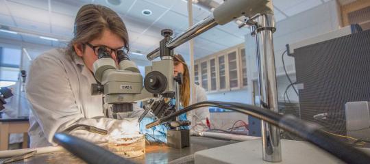 A student uses a microscope while working in a lab.