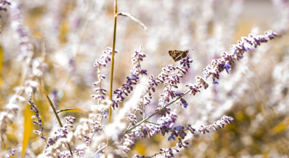 A winged insect sitting on a bent flower